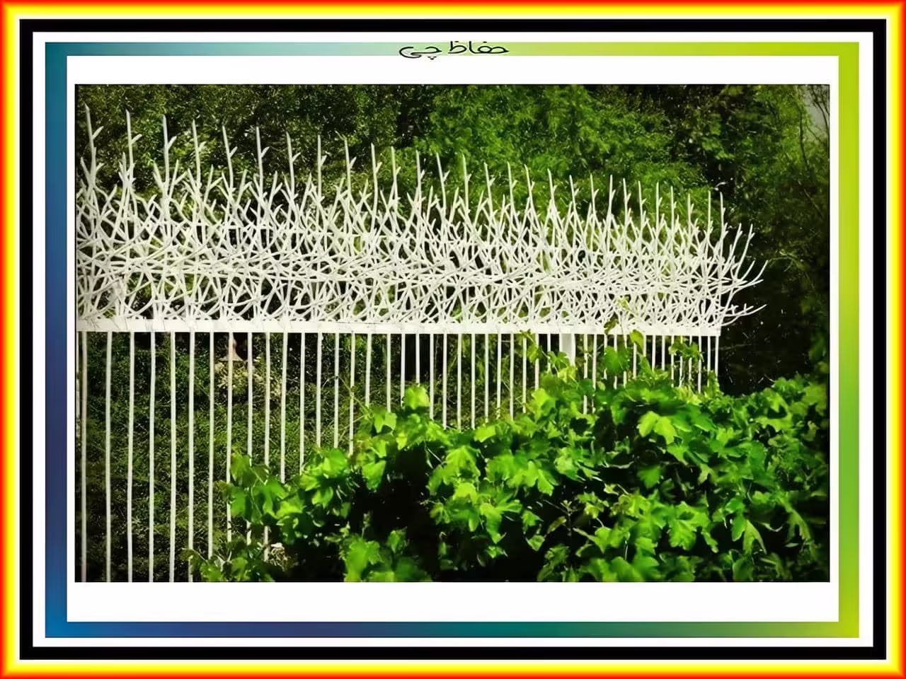 ویژگی های حفاظ شاخ گوزنی ویژگی های حفاظ شاخ گوزنی