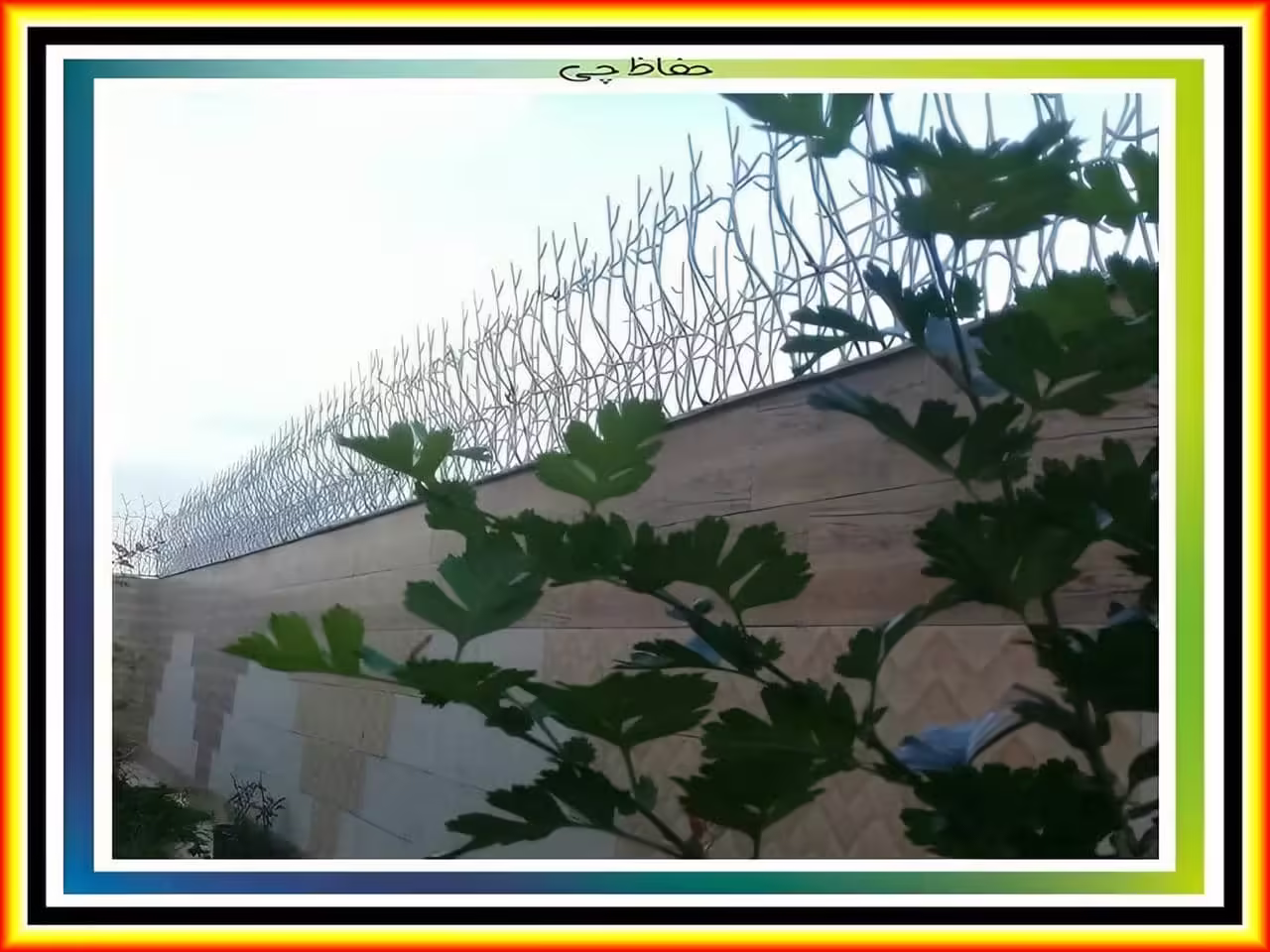 مزایا و معایب حفاظ شاخ گوزنی مزایا و معایب حفاظ شاخ گوزنی