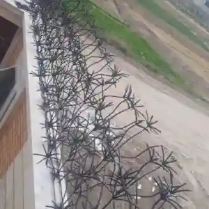 حفاظ نخل مرداب