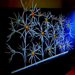 حفاظ گل آفتابگردان