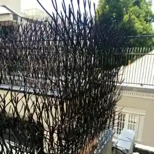 کاربرد حفاظ شاخ گوزنی