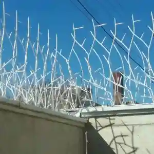 خرید و تولید حفاظ شاخ گوزنی خرید و تولید حفاظ شاخ گوزنی