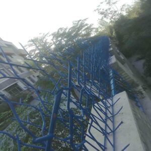 حفاظ شاخ گوزنی در فردیس کرج