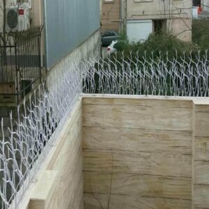 حفاظ شاخ گوزنی در ایرانشهر