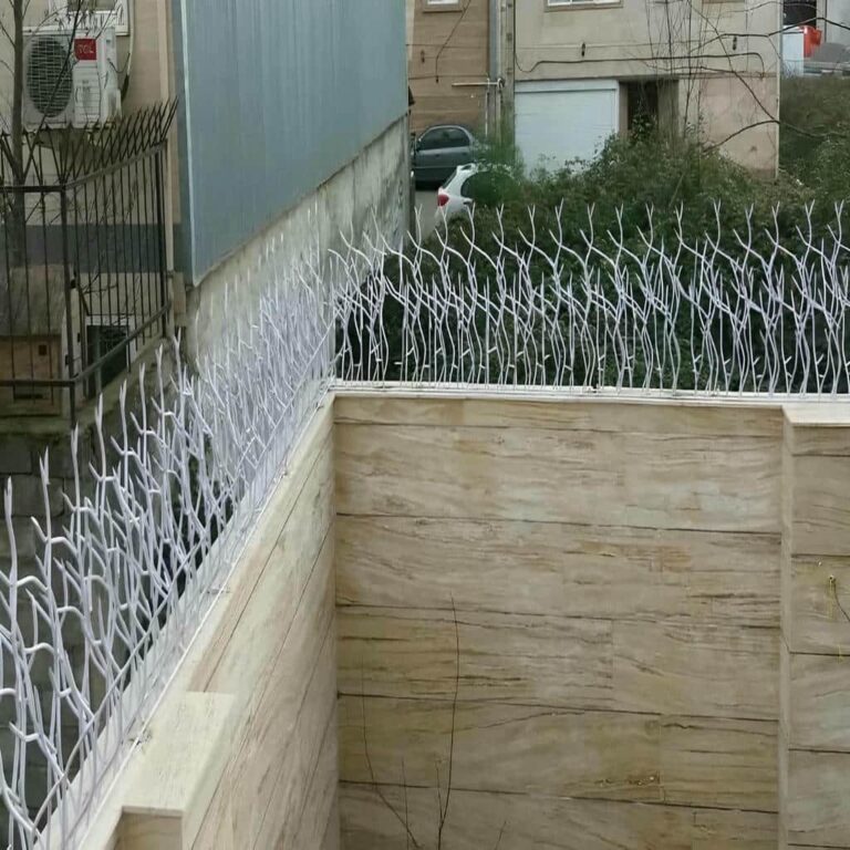 حفاظ شاخ گوزنی در ایرانشهر