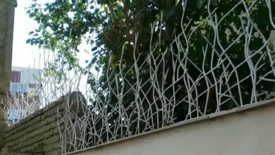 حفاظ شاخ گوزنی در فیروزکوه