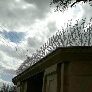 حفاظ شاخ گوزنی در بندر دیلم