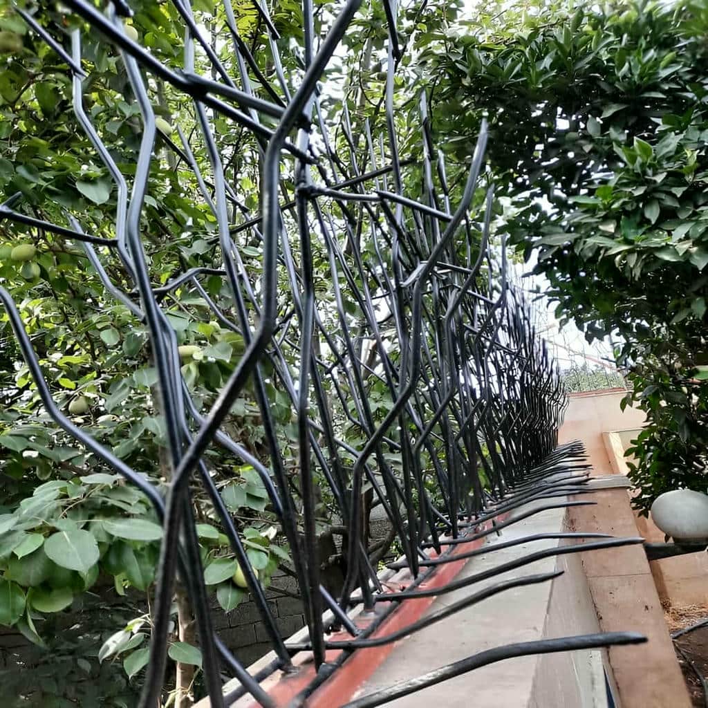 حفاظ شاخ گوزنی در زاهدان