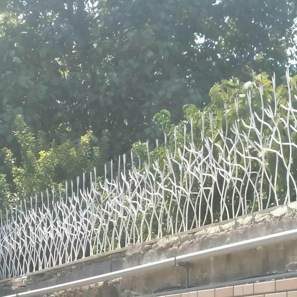 حفاظ شاخ گوزنی در استان خوزستان