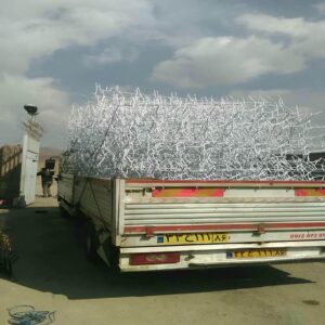 حفاظ شاخ گوزنی در لواسان