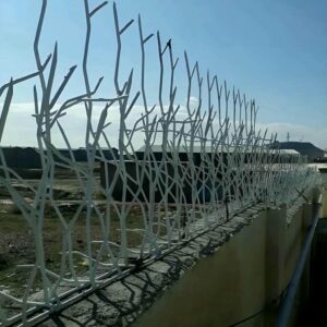 حفاظ شاخ گوزنی در گنبدکاووس