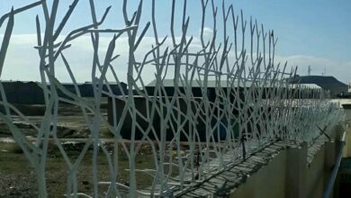 حفاظ شاخ گوزنی در گنبدکاووس