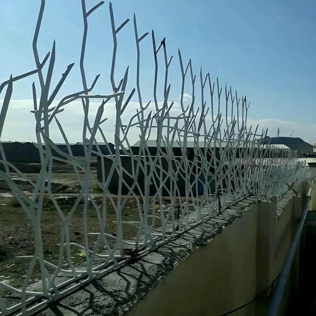 حفاظ شاخ گوزنی در گنبدکاووس