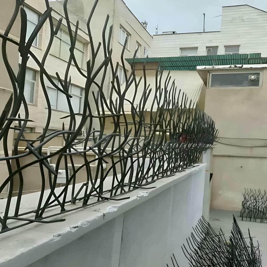 حفاظ شاخ گوزنی در سنندج