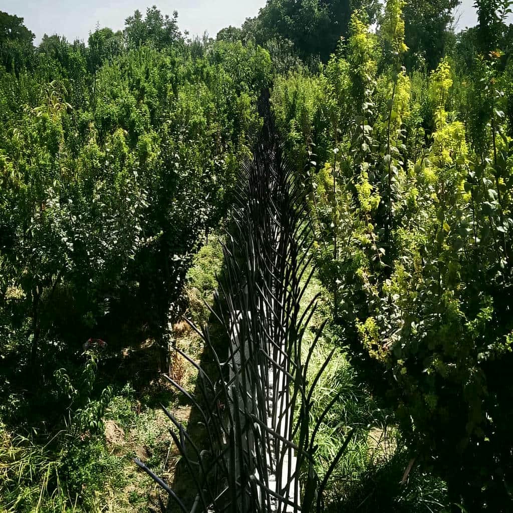 حفاظ شاخ گوزنی در اصفهان