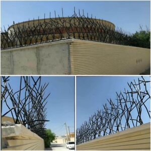 حفاظ شاخ گوزنی در مریوان