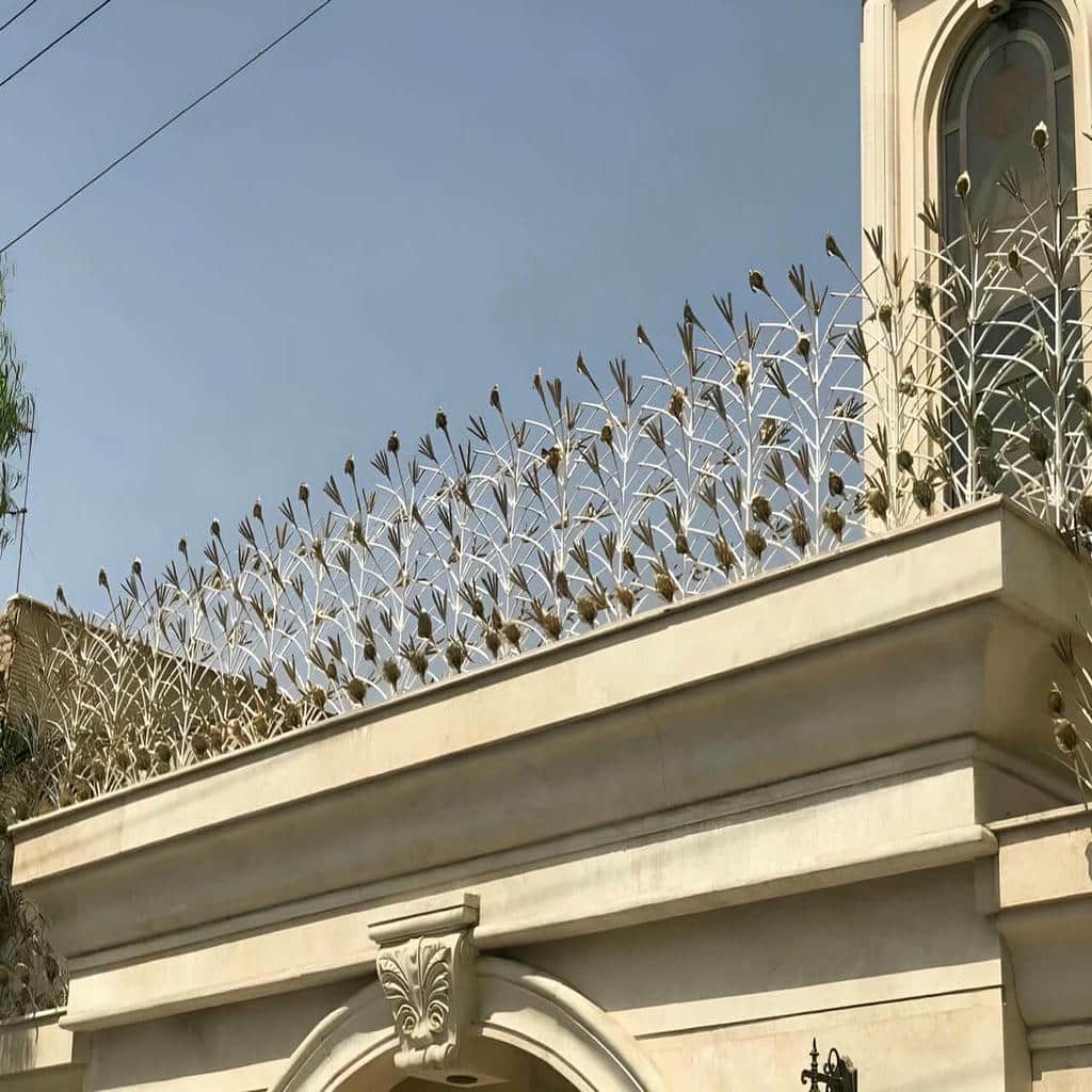 حفاظ شاخ گوزنی در ایلام