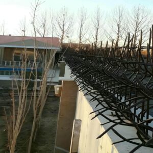 حفاظ شاخ گوزنی در ملارد