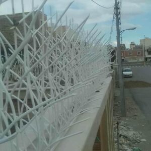 حفاظ شاخ گوزنی در نوشهر