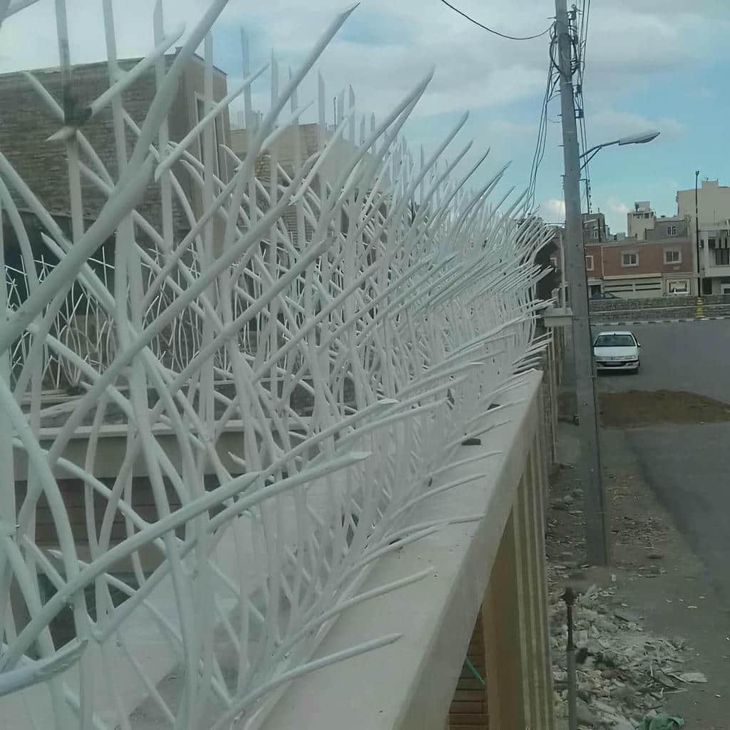 حفاظ شاخ گوزنی در نوشهر