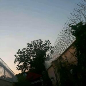 حفاظ شاخ گوزنی در رامسر