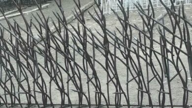 حفاظ شاخ گوزنی در اشتهارد