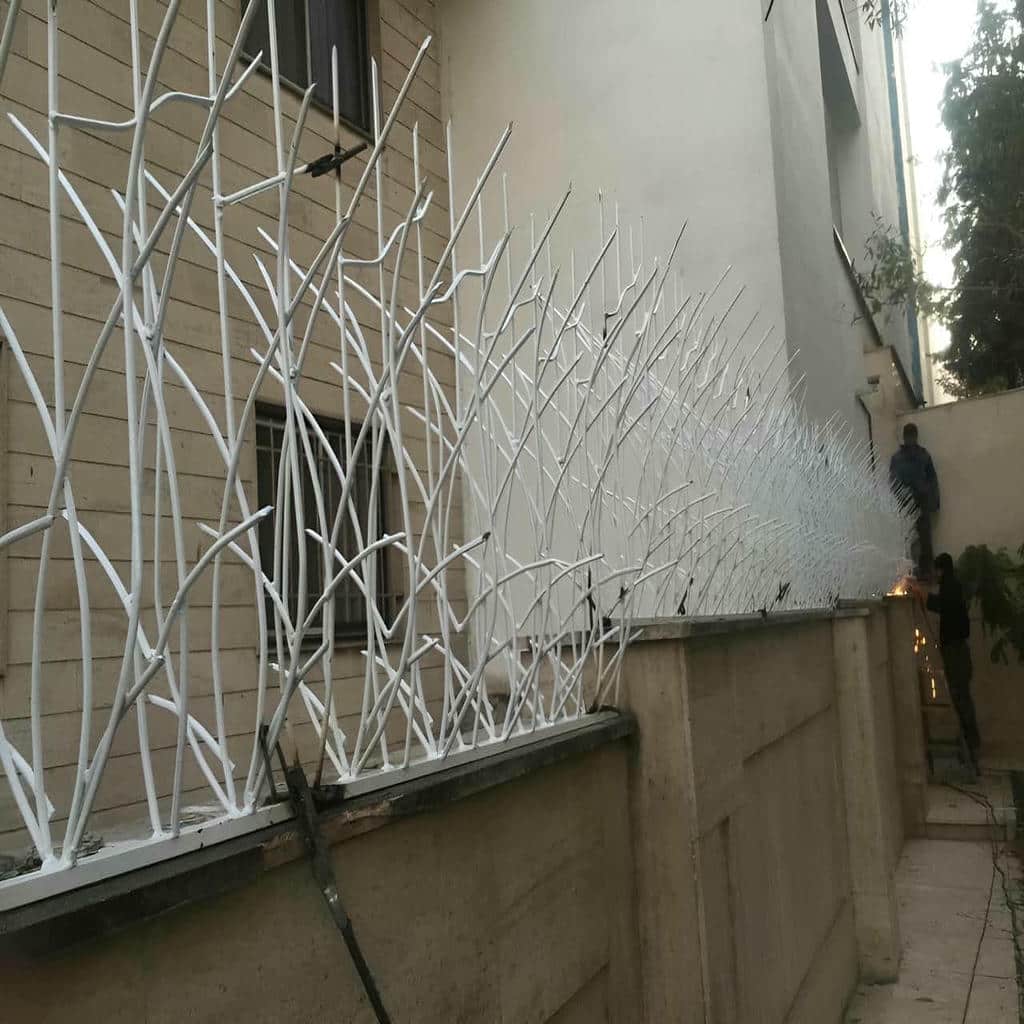 حفاظ شاخ گوزنی در فشم