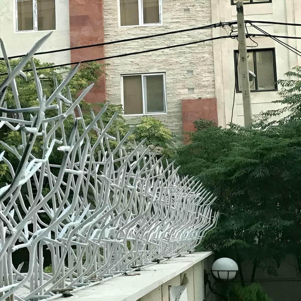 قیمت حفاظ شاخ گوزنی ارتفاع استاندارد در فردیس کرج