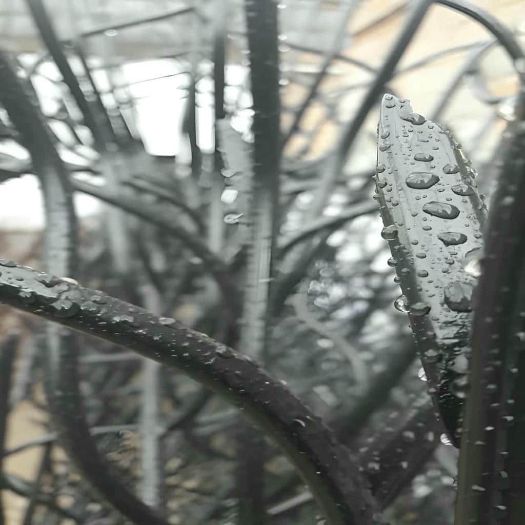 نصب حفاظ شاخ گوزنی دیوار باغ ویلا روی دیوار سنگی