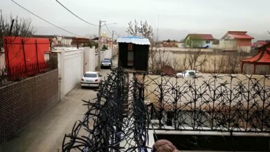 حفاظ نخل مرداب با ساختار شاخه ای فلزی
